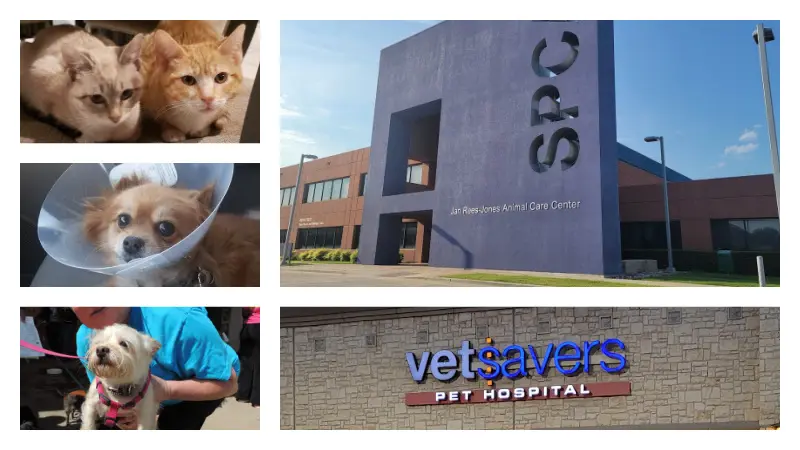 Cheap Veterinarian For Dogs