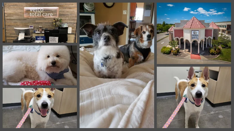 Cheap Veterinarian For Dogs in Frisco
