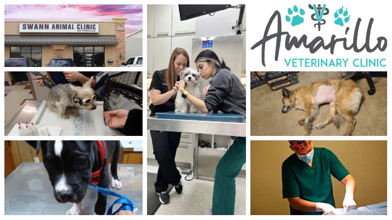 low cost vet Amarillo