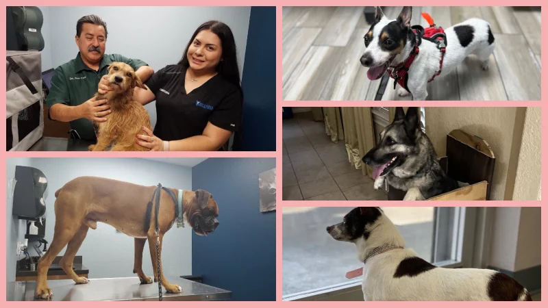Low Cost Vets in Brownsville Tx