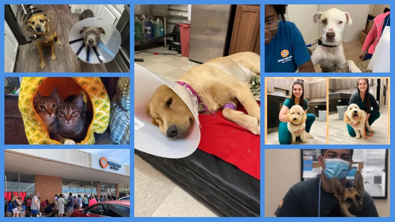 Low Cost Vets in Fort Worth Tx