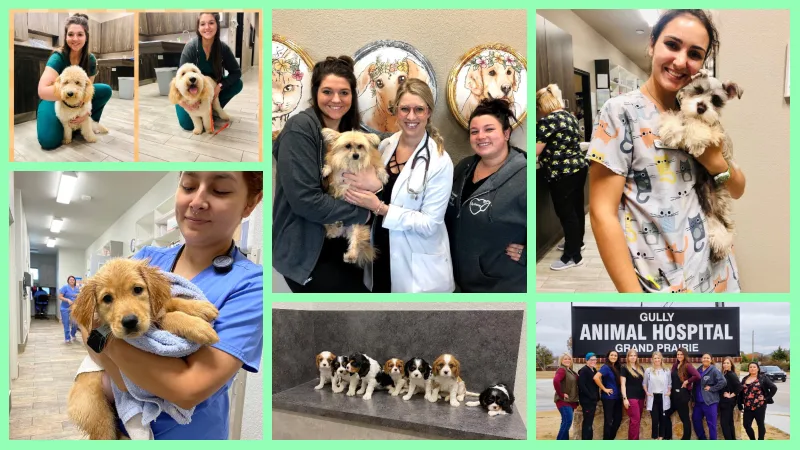 Low Cost Vets in Grand Prairie Tx