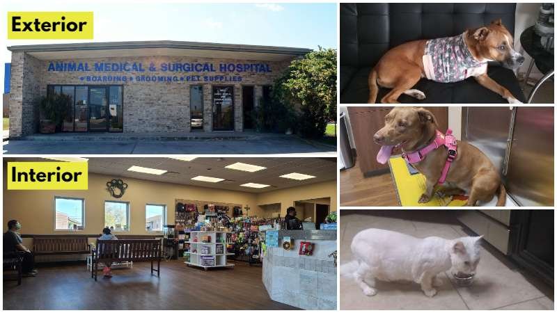Animal Medical Corpus Christi