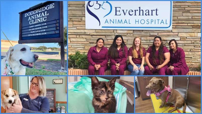 10 Cheap Vets in Corpus Christi tx