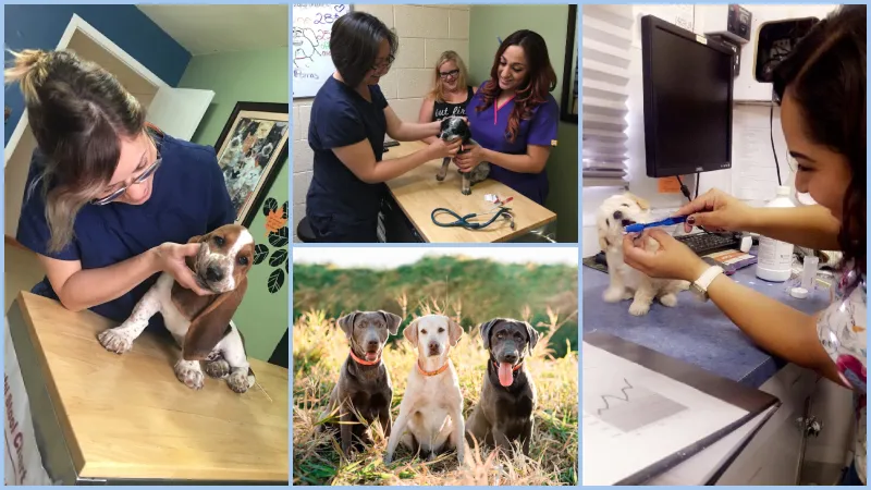 Cheap Vets in El Paso