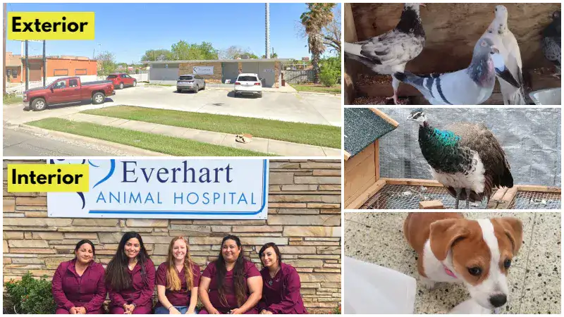 Everhart Animal Hospital