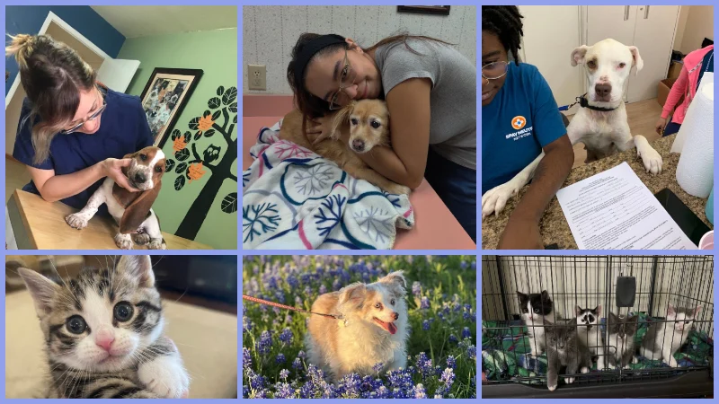 Low Cost Vets in Arlington Tx