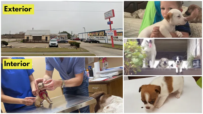Cheap Vets in Corpus Christi, TX