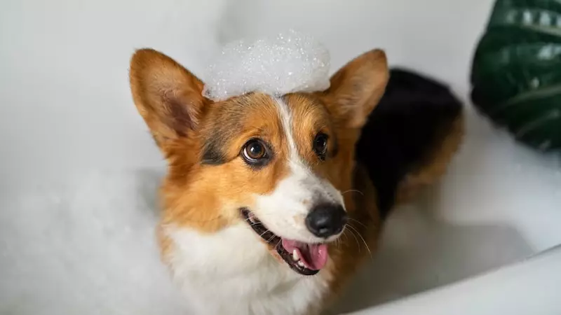 Australian Shepherd bathing when needed
