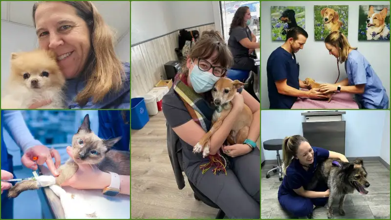 Low Cost Vets in Austin Tx