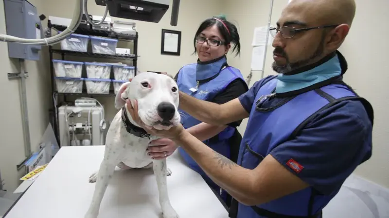 Alamo Dog & Cat Hospital Tx, Low Cost Vet