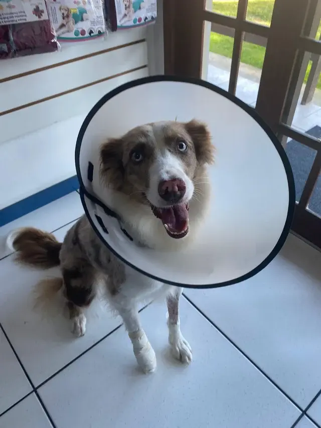 Health Check Border Collie