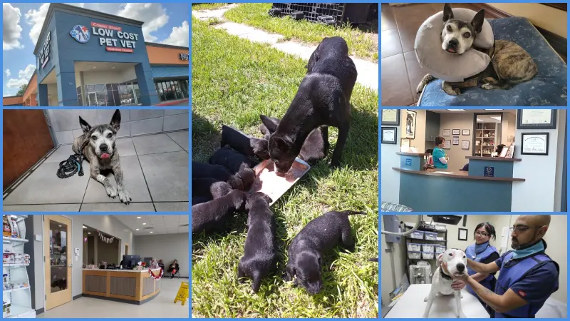 Low Cost Vets in San Antonio Tx