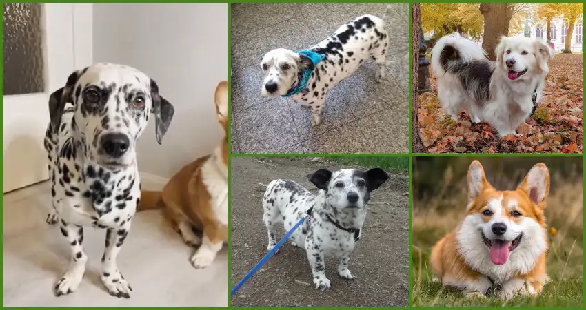 Corgi Dalmatian mix