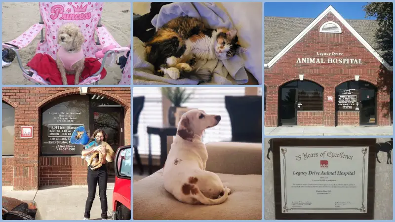 low cost animal hospitals in Plano