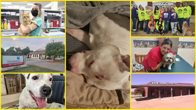 Low Cost Vets in Mesquite Tx