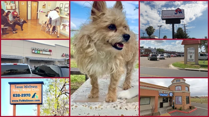 Low Cost Vets in Mcallen Tx