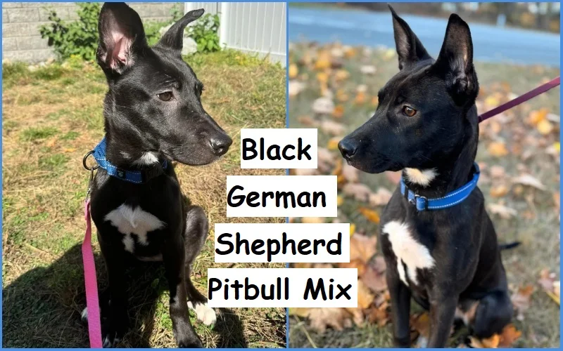 Black German Shepherd Pitbull Mix Full Grown